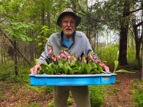 Bill & C. acaule Flat 2024