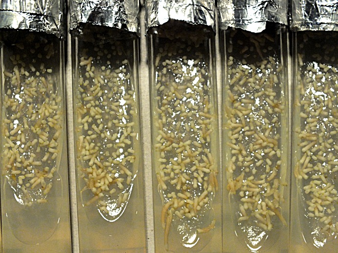 C. reginae culture tubes ready to replate