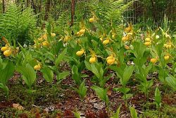 Three-year old C. pubescens seedlings.