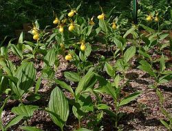 Cyp. parviflorum var. pubescens seedlings beginning their 3rd year out of the flask.