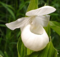 Closeup of C. reginae albolabium.