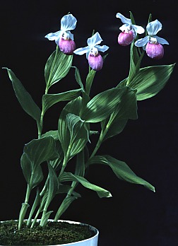Photo of plant