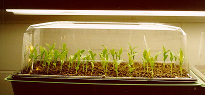 Photo of seedlings under fluorescent lights